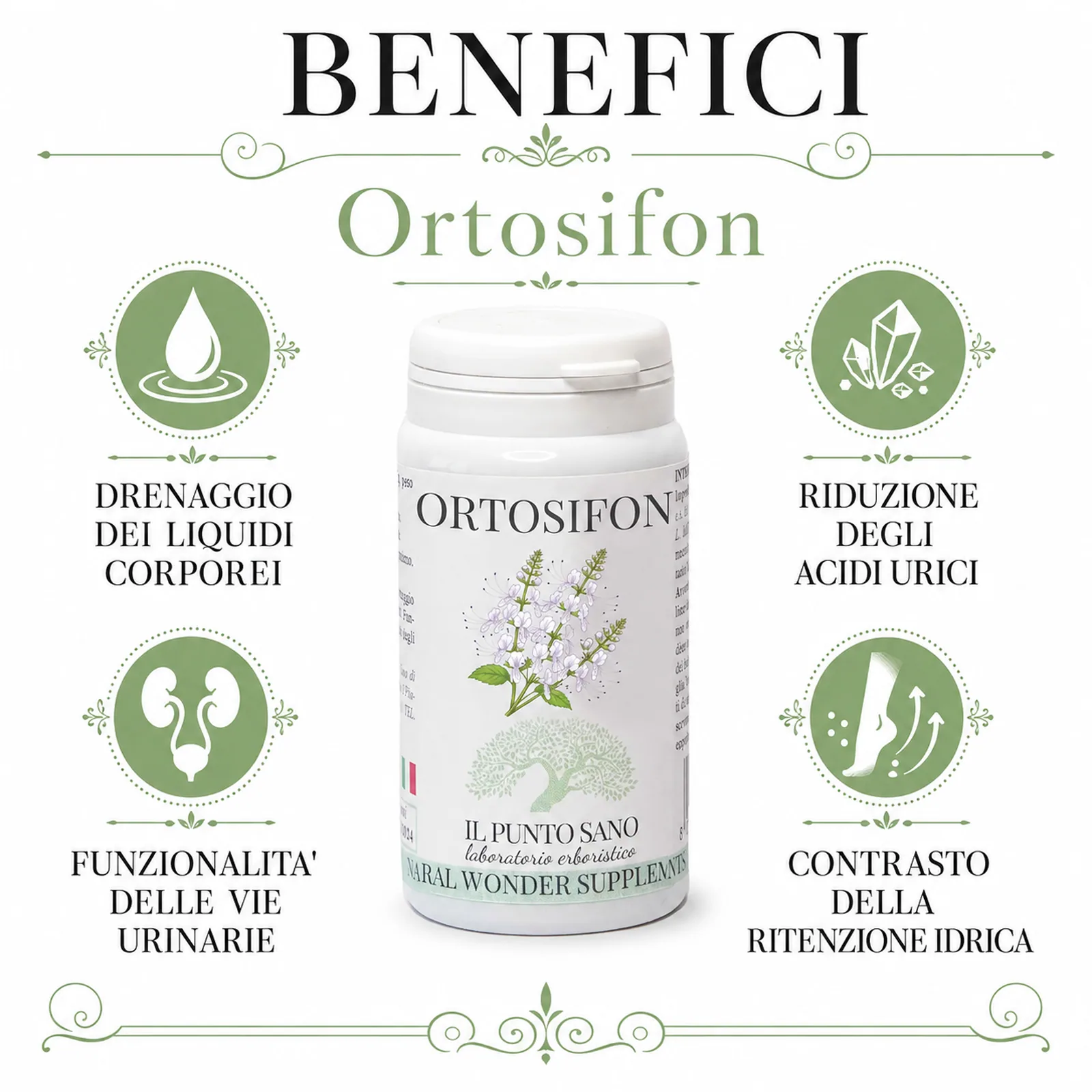 Benefici Ortosifon Il Punto Sano Infografica benefici Ortosifon Il Punto Sano con drenaggio dei liquidi corporei, funzionalità delle vie urinarie, riduzione degli acidi urici e contrasto della ritenzione idrica.