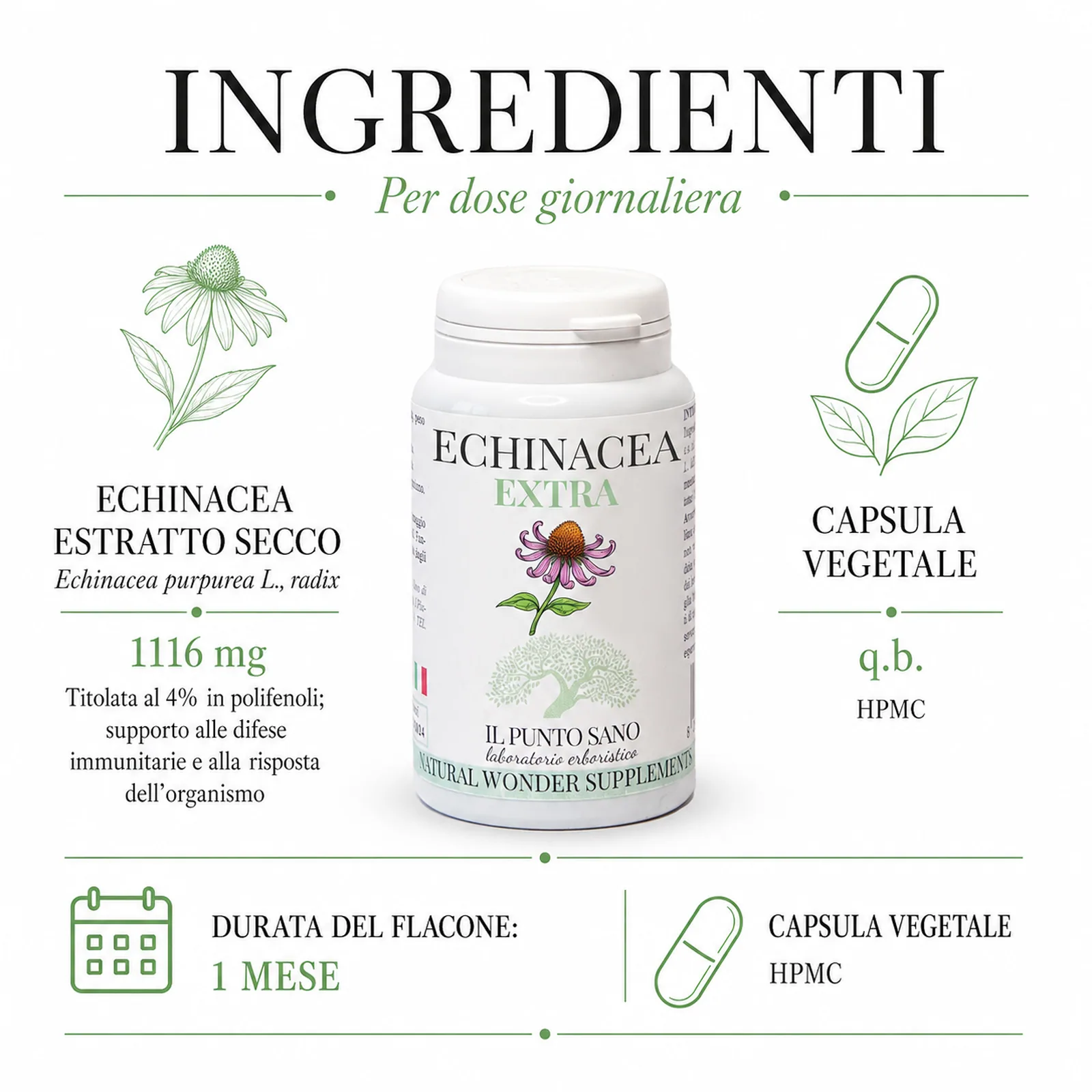 Ingredienti Echinacea Extra Infografica ingredienti Echinacea Extra Il Punto Sano con echinacea purpurea estratto secco e capsula vegetale HPMC