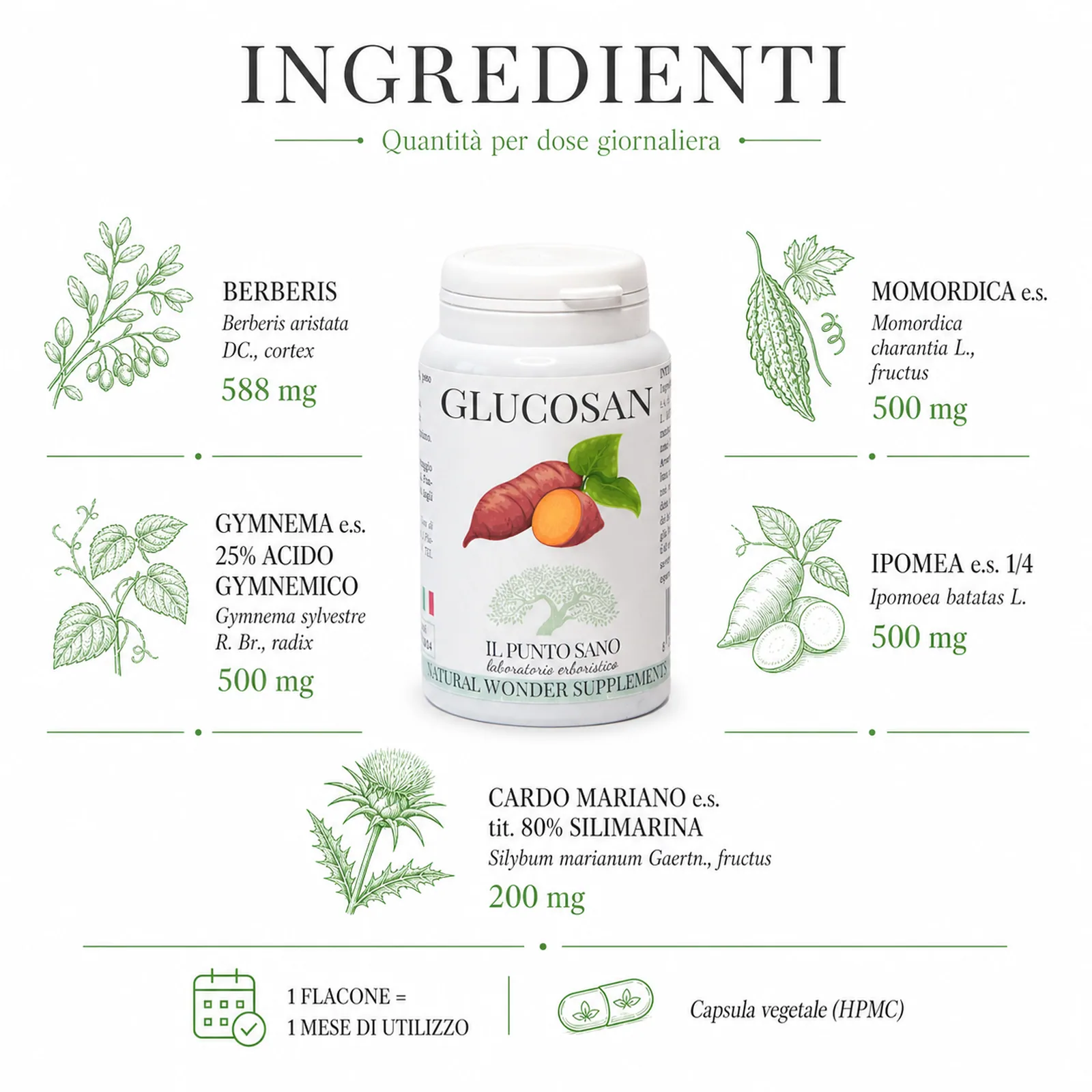Ingredienti Glucosan – Estratti vegetali per metabolismo del glucosio Infografica ingredienti di Glucosan Il Punto Sano con Berberis, Gymnema, Momordica, Ipomea e Cardo mariano, integratore alimentare in capsule vegetali formulato per supportare il metabolismo del glucosio e l’equilibrio metabolico