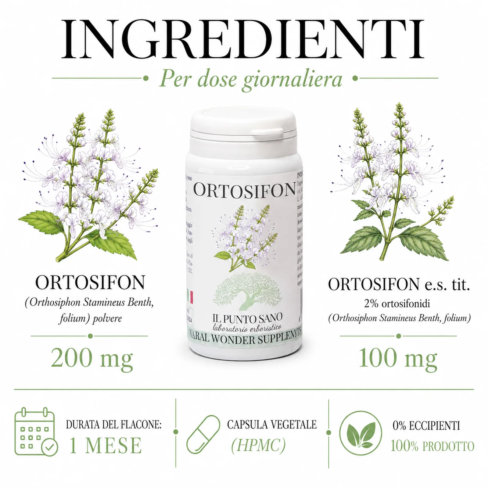 Ingredienti Ortosifon Il Punto Sano Infografica ingredienti Ortosifon Il Punto Sano con Orthosiphon stamineus folium polvere 200 mg, estratto secco titolato 2% ortosifonidi 100 mg, capsula vegetale HPMC, durata flacone 1 mese e 0% eccipienti.