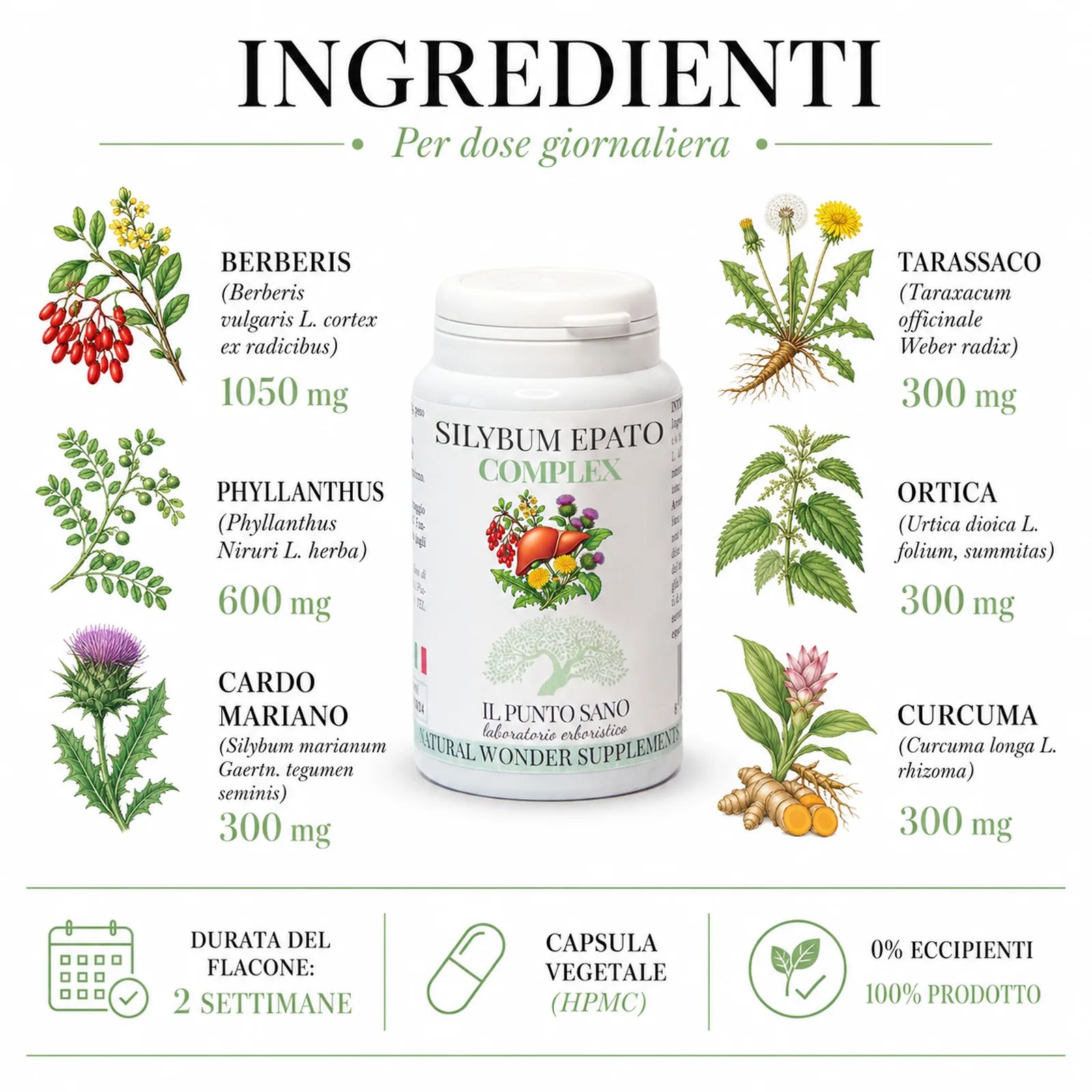 Infografica ingredienti Silybum Epato Complex Il Punto Sano con berberis 1050 mg, phyllanthus 600 mg, cardo mariano 300 mg, tarassaco 300 mg, ortica 300 mg, curcuma 300 mg, capsula vegetale HPMC.