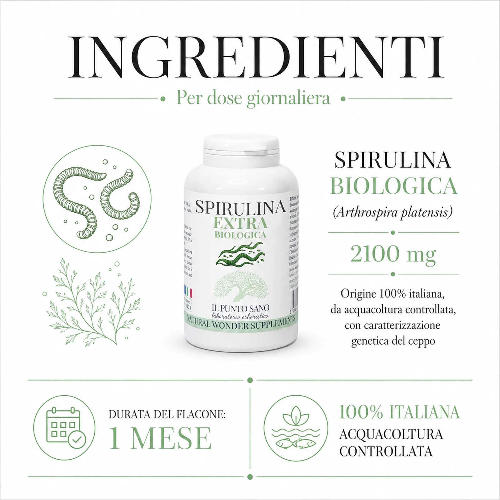 Ingredienti Spirulina Extra Biologica – Arthrospira platensis italiana Infografica ingredienti di Spirulina Extra Biologica Il Punto Sano con spirulina biologica Arthrospira platensis 100% italiana da acquacoltura controllata, integratore alimentare naturale per supporto nutrizionale, energia, tono e benessere generale