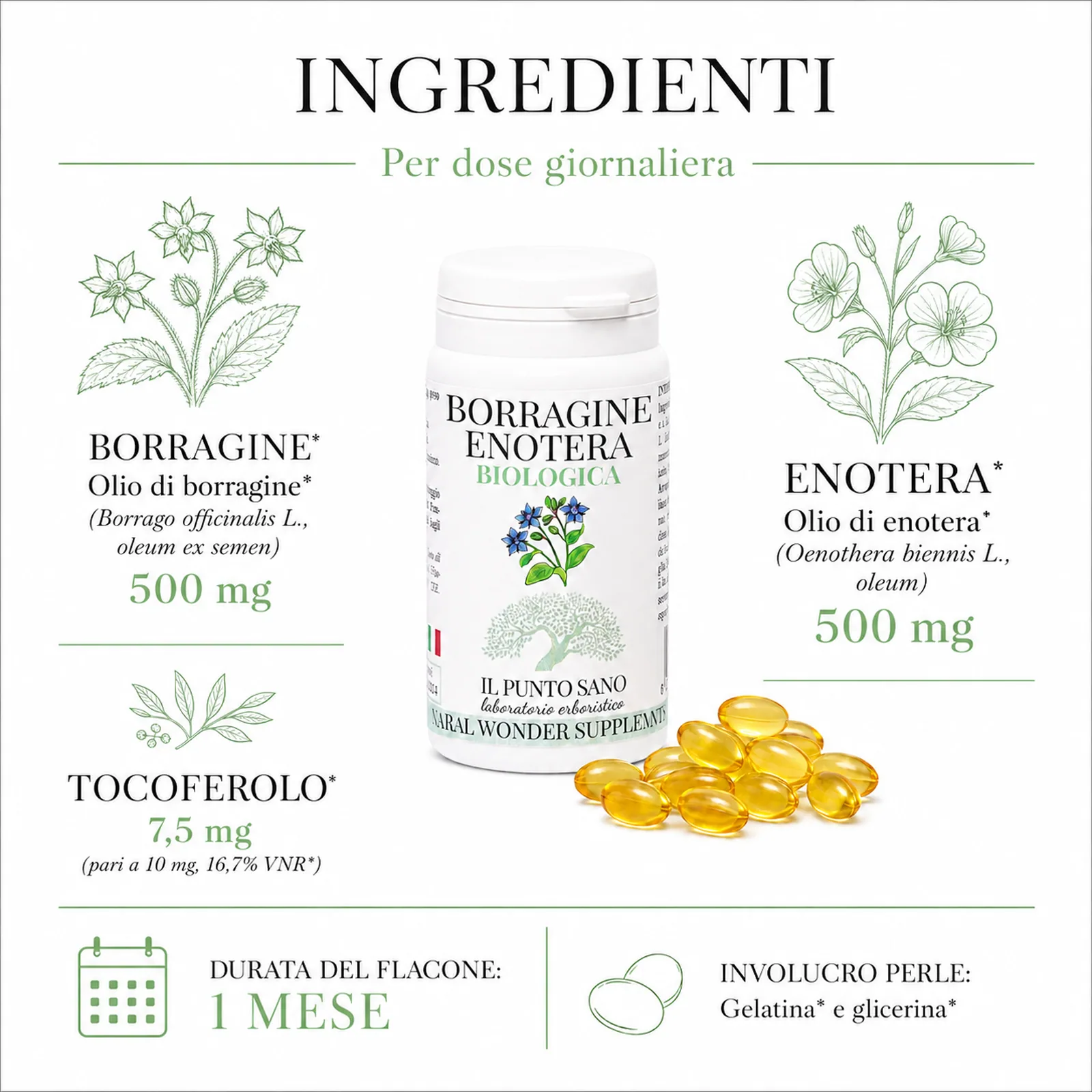Ingredienti Borragine Enotera Biologica – Oli vegetali e tocoferolo Infografica ingredienti di Borragine Enotera Biologica Il Punto Sano con olio di borragine, olio di enotera, tocoferolo e perle gelatinose per il benessere della pelle e il fisiologico equilibrio femminile