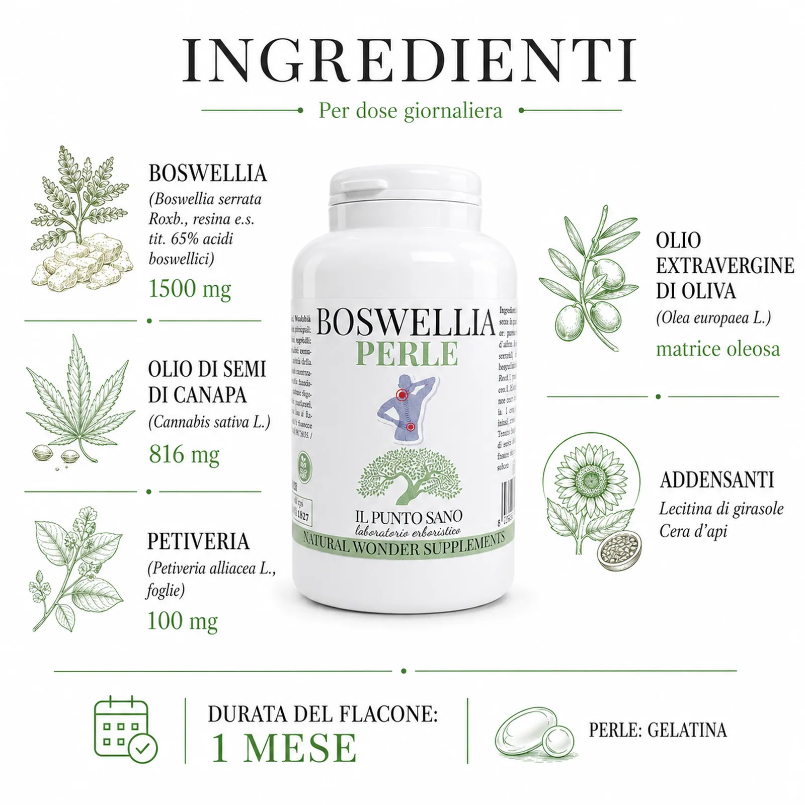 Ingredienti Boswellia Perle – Dose giornaliera | Il Punto Sano Infografica ingredienti di Boswellia Perle Il Punto Sano con boswellia, olio di semi di canapa, petiveria, olio extravergine di oliva e dettagli della dose giornaliera